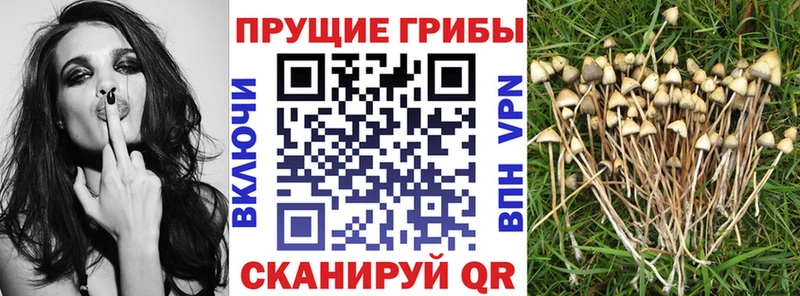Псилоцибиновые грибы Psilocybe Артёмовский